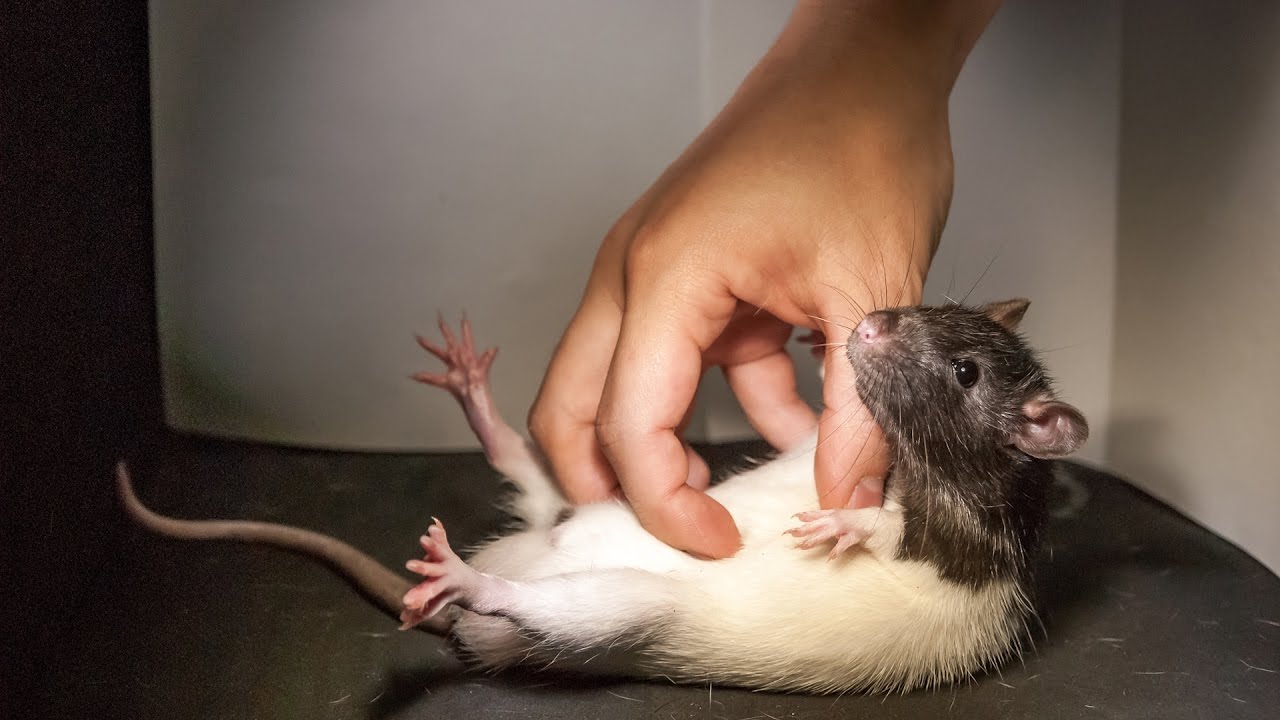 Rat tickling